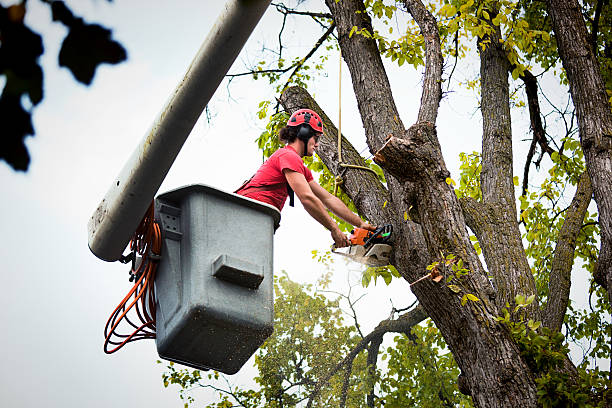 Professional Tree Removal and Landscaping Services in Fort Worth, TX